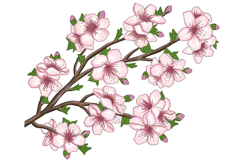 Cherry Blossom Sketch 20