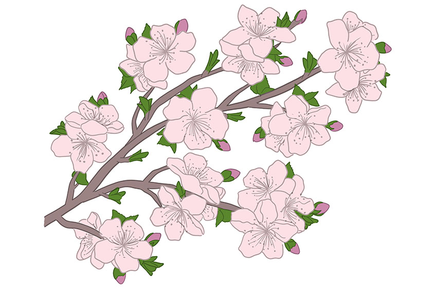 Cherry Blossom Sketch 9