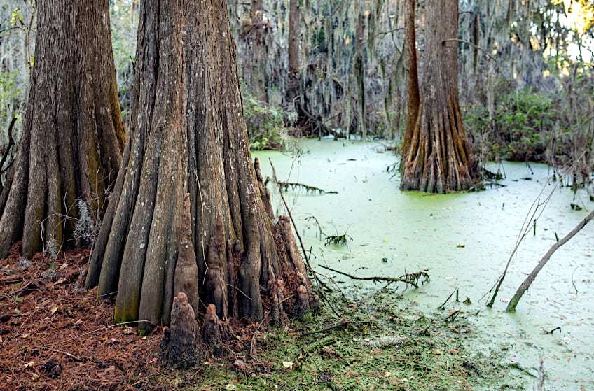 Cypress Trees in Swamp