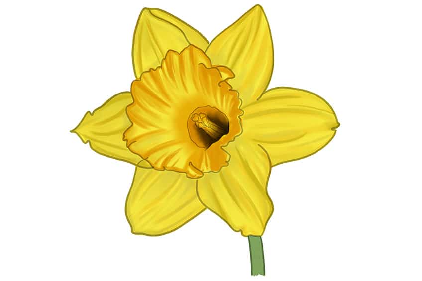 Daffodil Sketch 11
