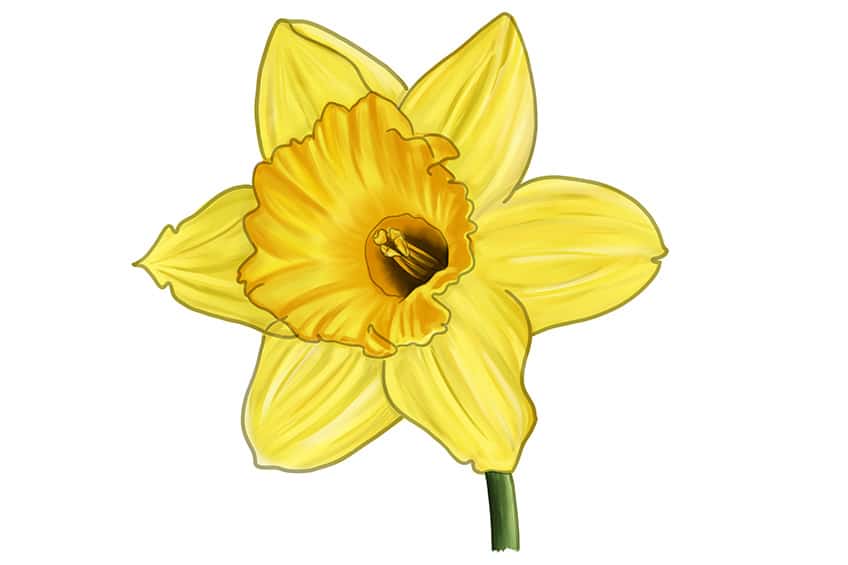 Daffodil Sketch 14