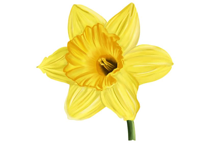 Daffodil Sketch 15