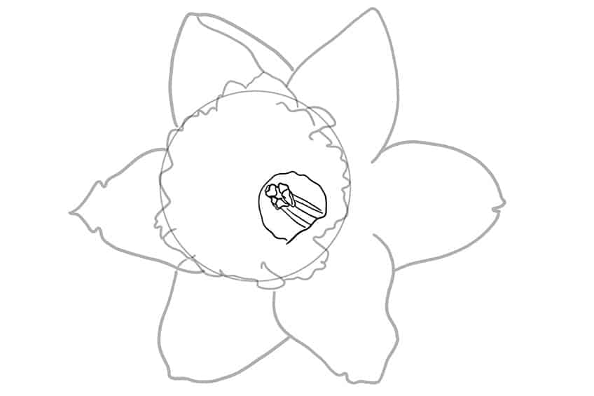 Daffodil Sketch 4