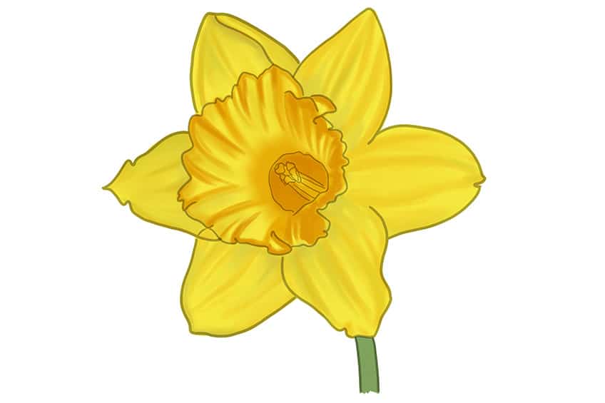 Daffodil Sketch 9