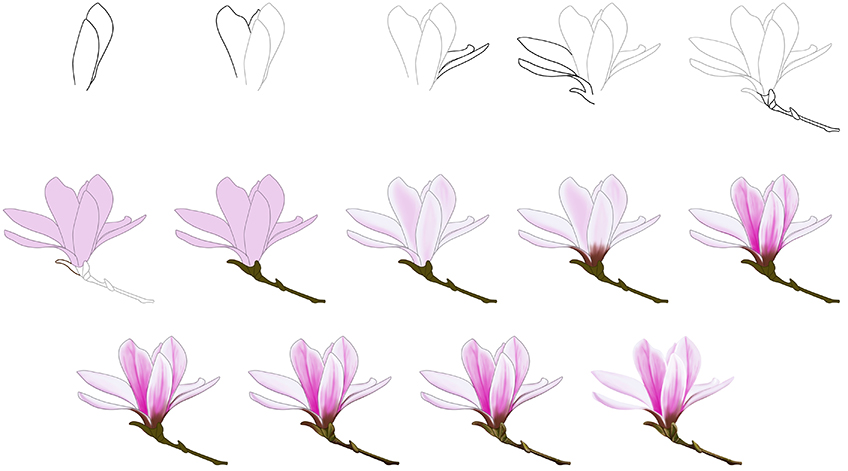 Drawing Magnolia Flower Steps