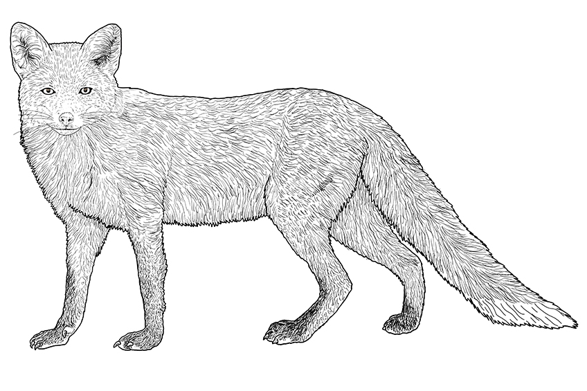 Fox Sketch 11
