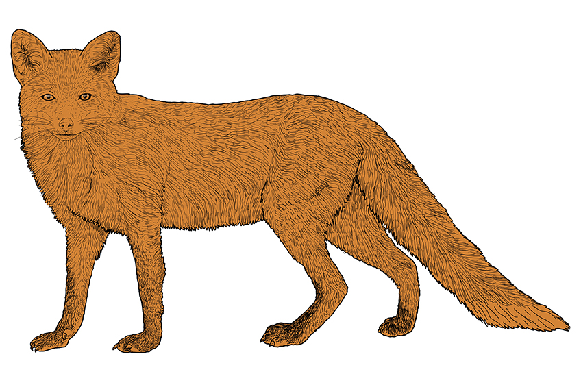 Fox Sketch 12