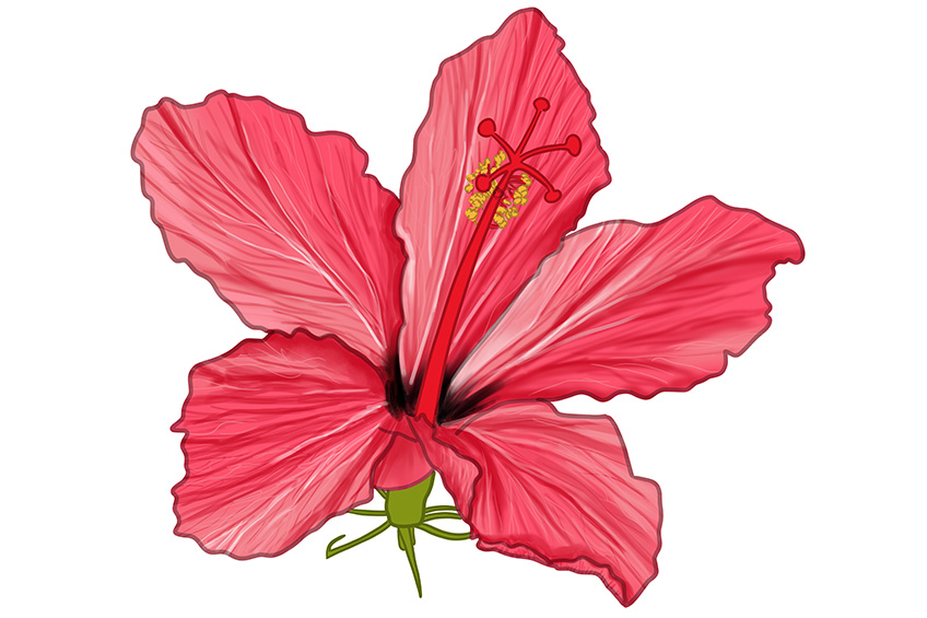 Hibiscus Flower Sketch 15