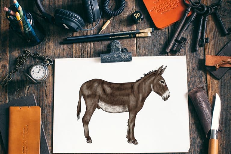How to Draw a Donkey – Create an Impressive Donkey Sketch