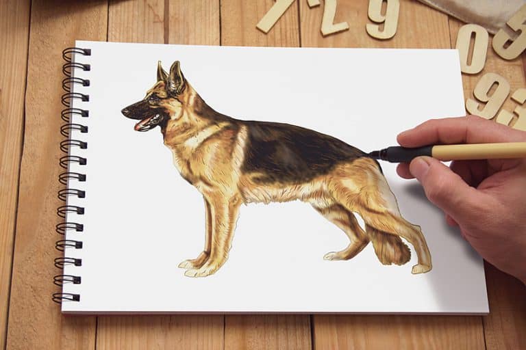 How to Draw a German Shepherd – A German Shepherd Drawing Tutorial