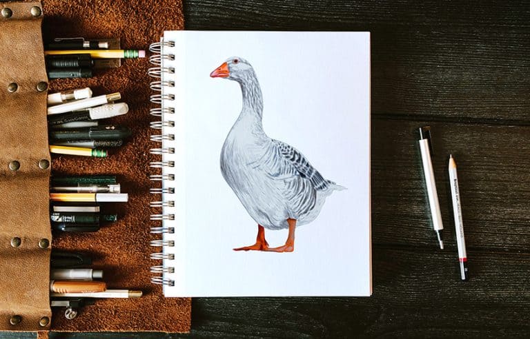 How to Draw a Goose – An Easy Method for Depicting Geese