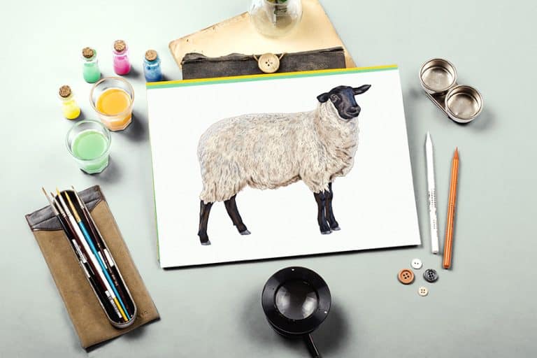 How to Draw a Sheep – Create your own Lamb Sketch