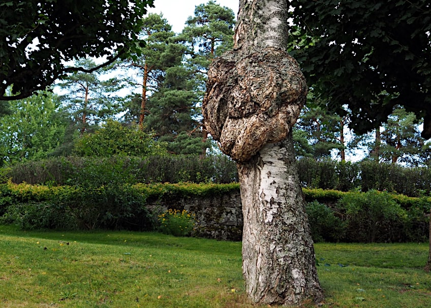 Large Burl on Trunk of Tree