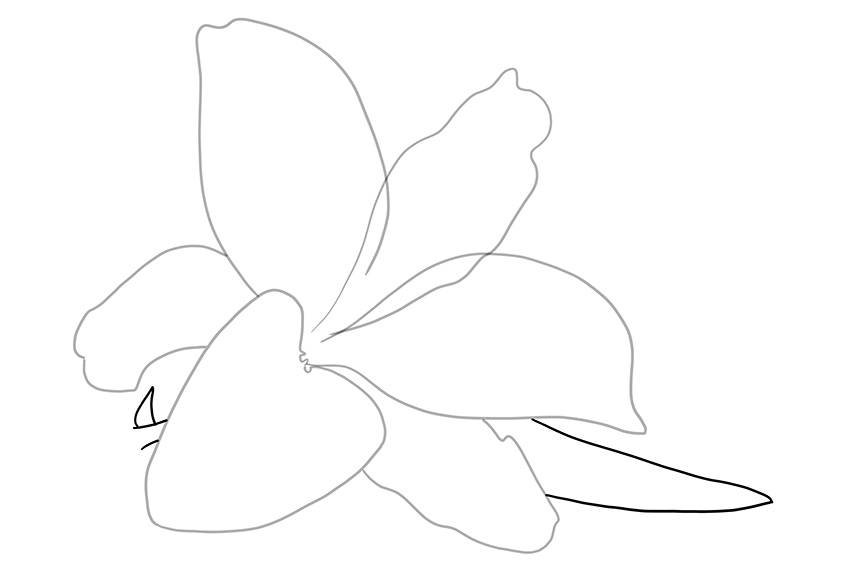 Lily Sketch 4