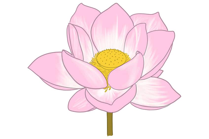 Lotus Sketch 8