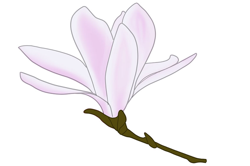 Magnolia Sketch 8