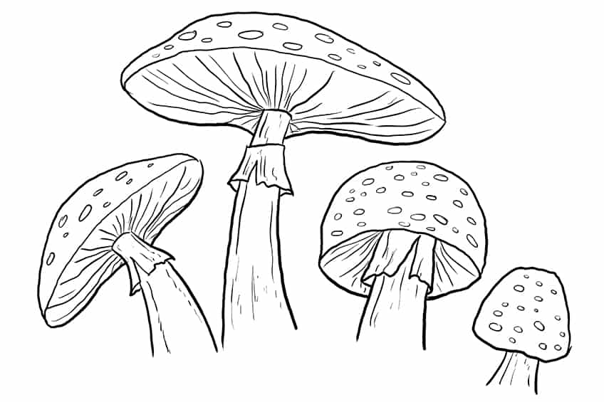 Mushroom Sketch 7