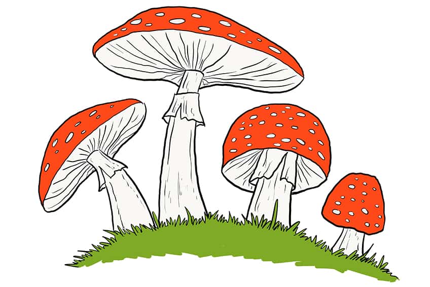 Mushroom Sketch 9