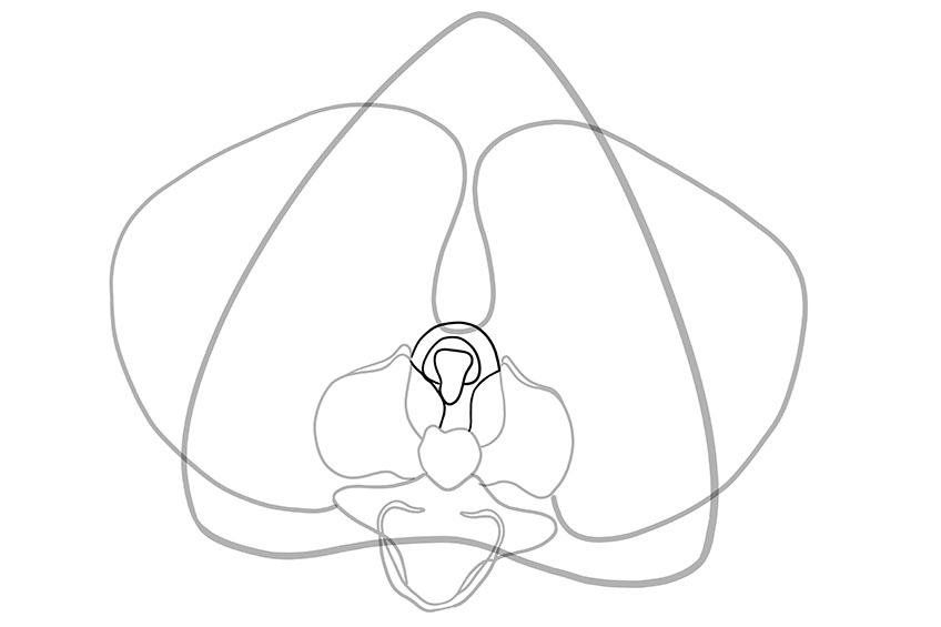 Orchid Sketch 5