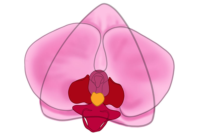 Orchid Sketch 9