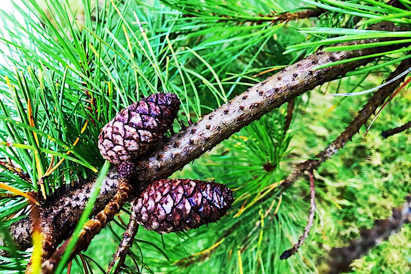 Pine Cones from Pine Trees