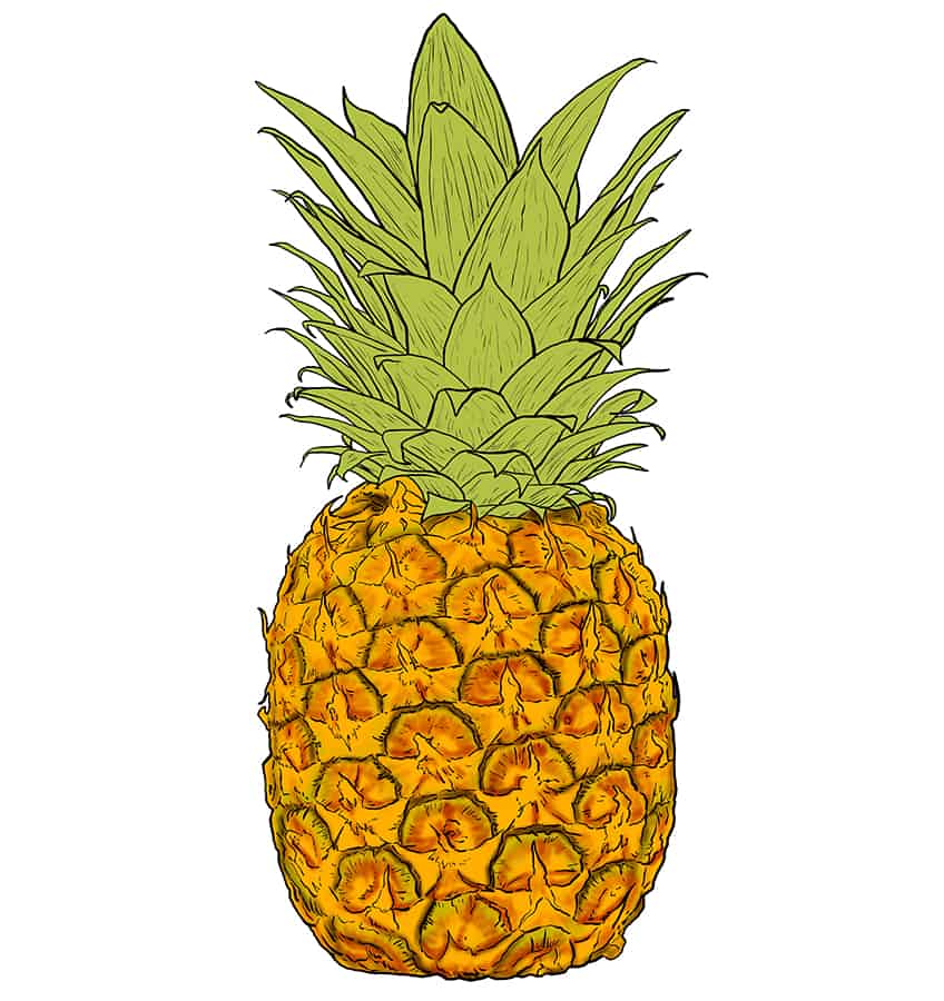 Pineapple Sketch 10
