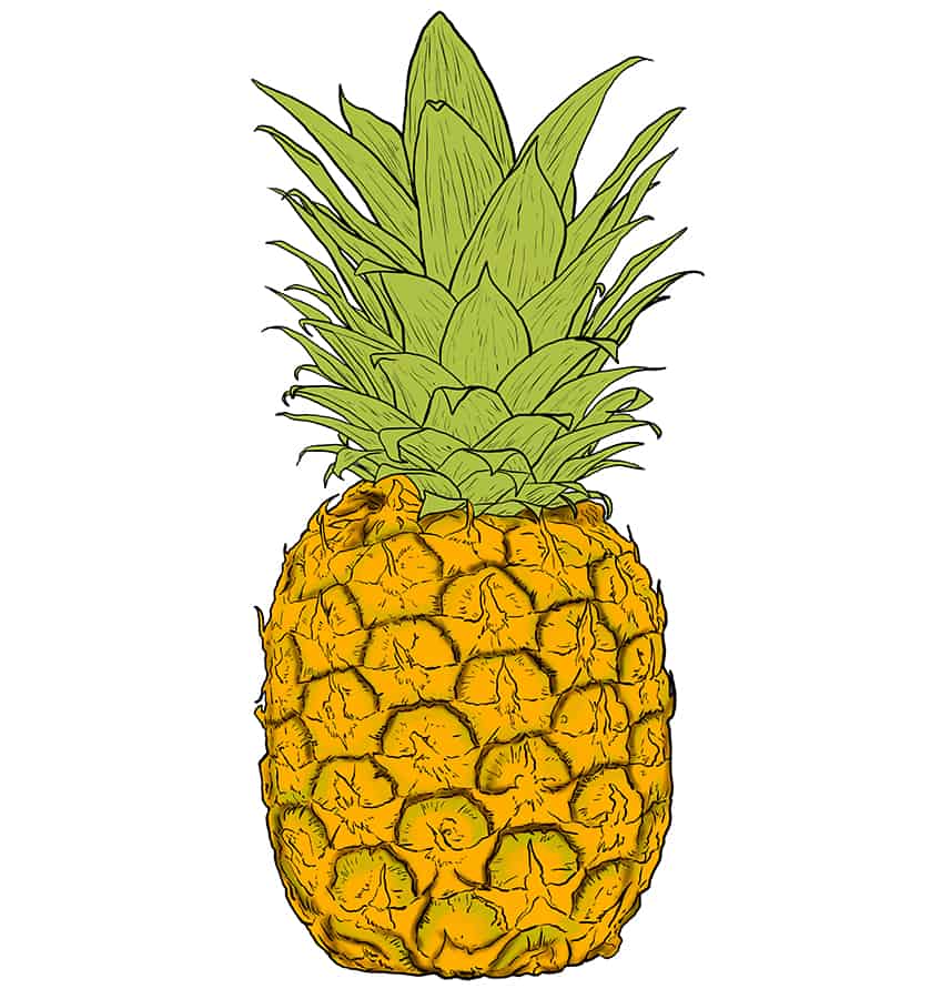 Pineapple Sketch 9