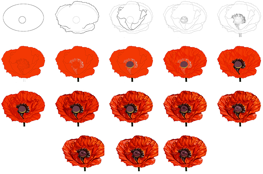 Poppy Flower Drawing Steps