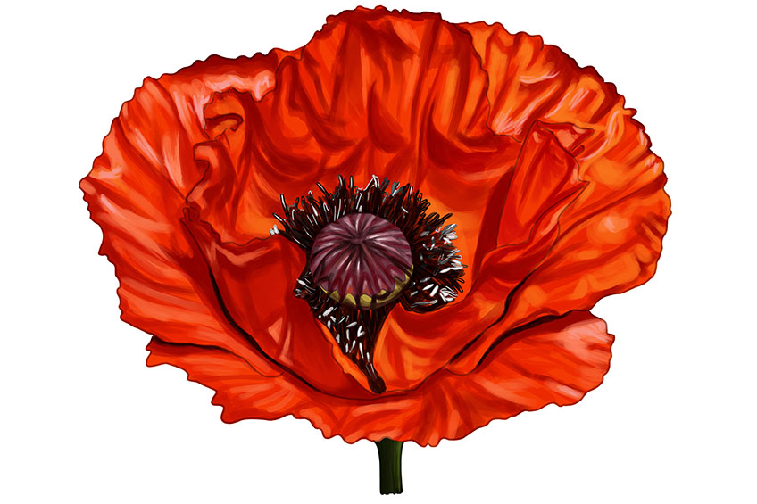 Poppy Flower Sketch 18