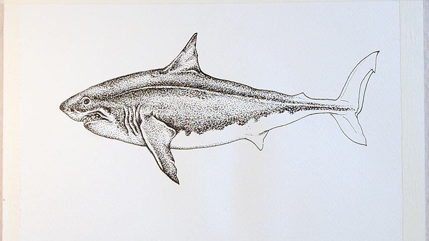 Shark Sketch 7b
