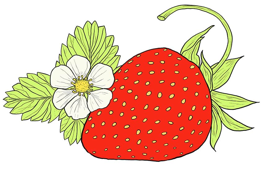 Strawberry Sketch 12