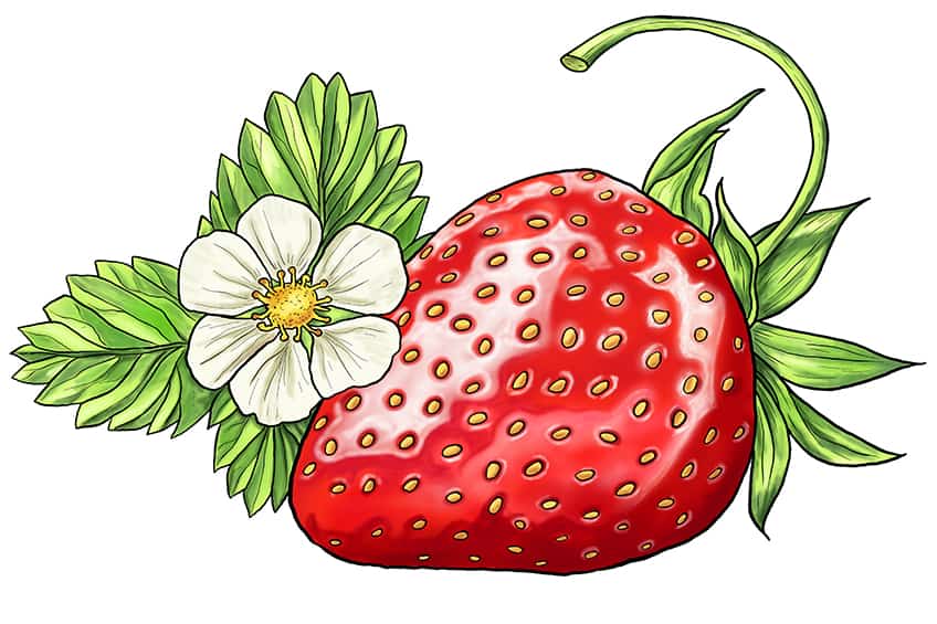 Strawberry Sketch 14