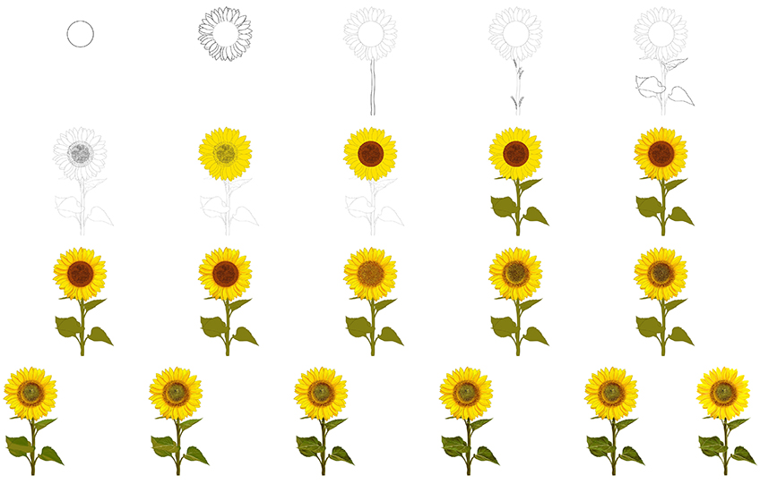 Sunflower Drawing Stages