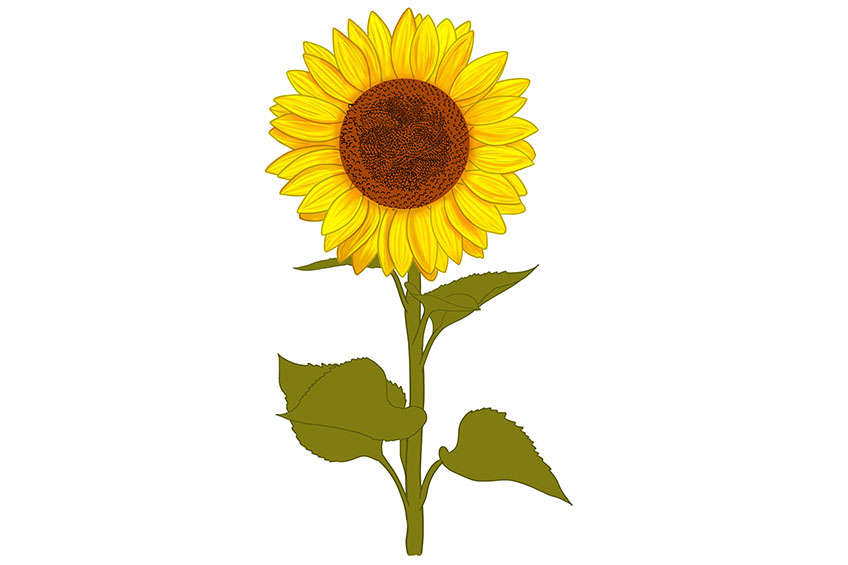 Sunflower Sketch 12