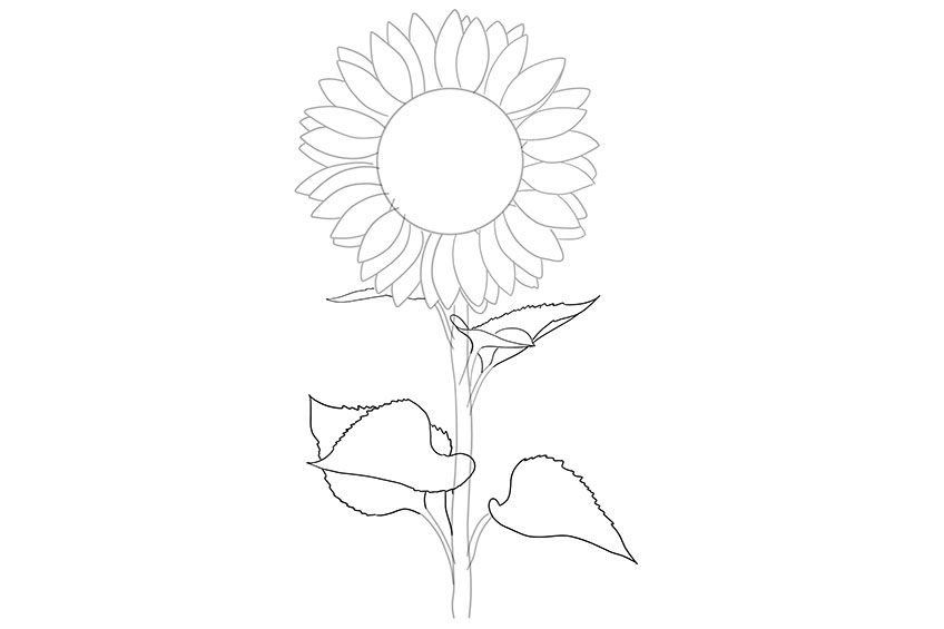 Sunflower Sketch 5