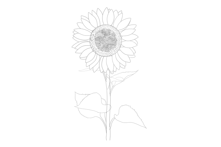 Sunflower Sketch 6