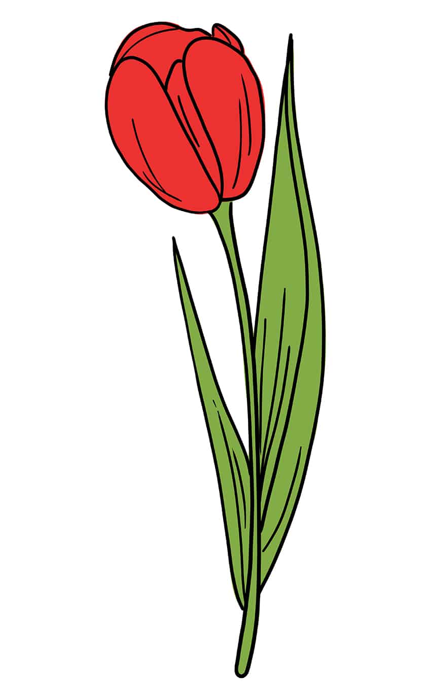 Tulip Sketch 10