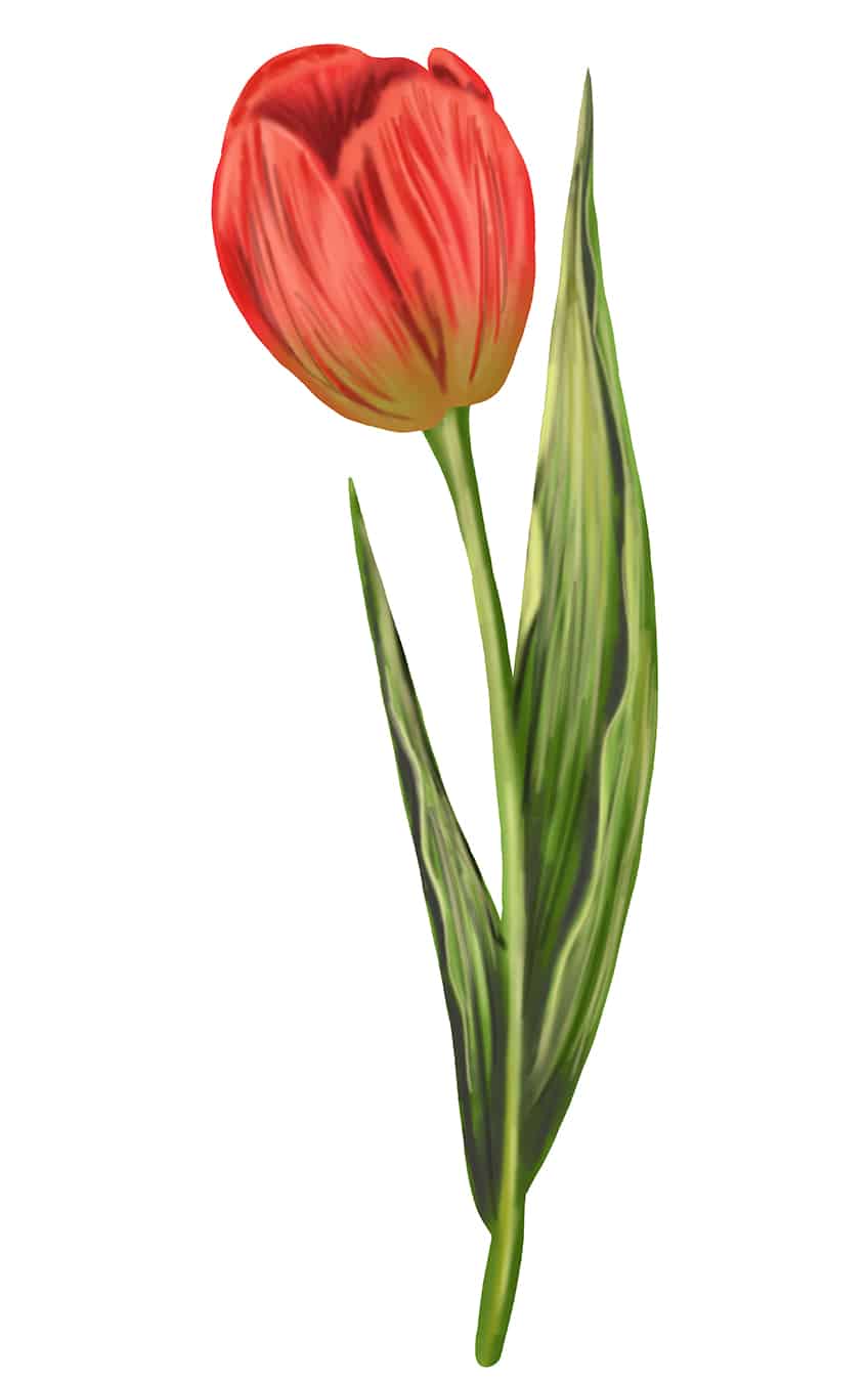 Tulip Sketch 15