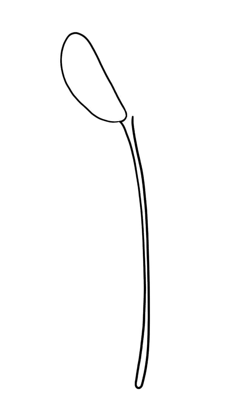 Tulip Sketch 2
