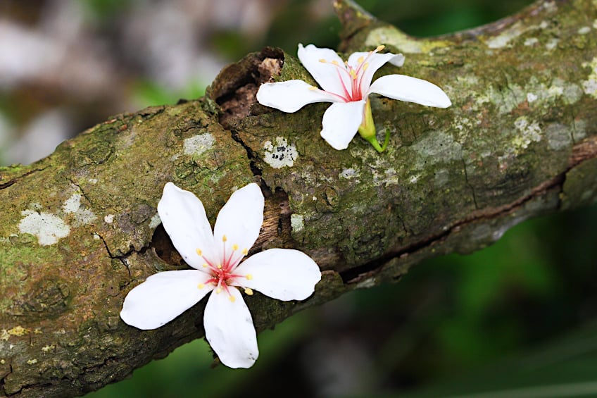 Tung Tree Branch with Flowers